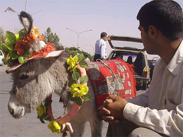Iran_donkey_mashhad