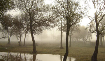 beiza_shiraz_iran1