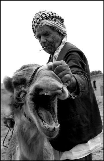 camel_iran_abadan-ahvaz-arab