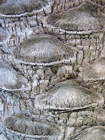 date_iran_palm