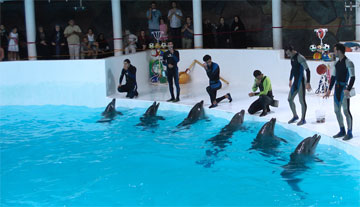 dolphin_iran_kish