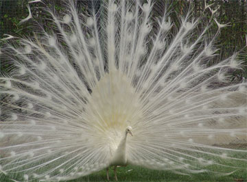 esfahan-peacock_isfahan