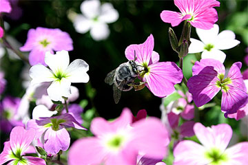 flowers-shiraz1