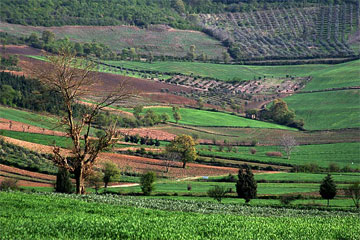 golestan-iran_tea
