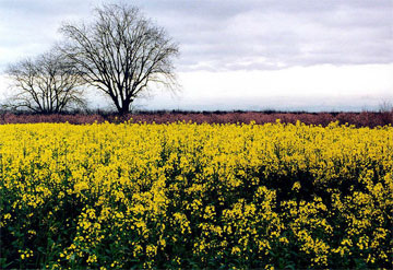 gorgan_iran_golestan