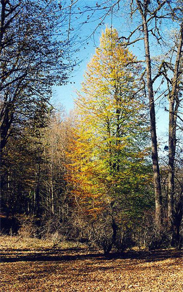 iran-forest-caspian-mazanda