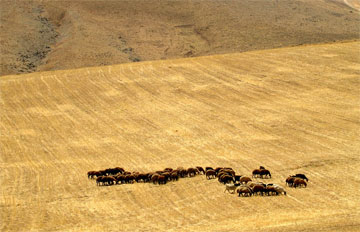 nomdas iran
