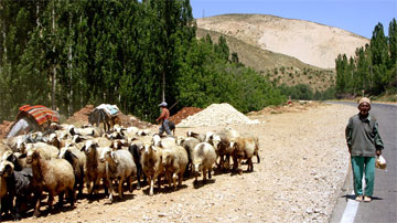 nomads_iran_shiraz