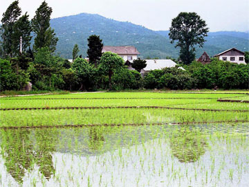 rice_paddy-iran_shomal_caspian