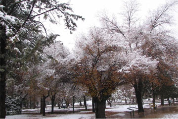 snow_azadi_park_shiraz